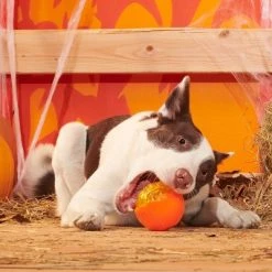 BARK Halloween Super Chewer Pumpkin Prodigy Dog Toy -Pet Halloween Costumes Sales Store GUEST 2fc8bfae 5313 40dd 8a4a 866cb64839ab