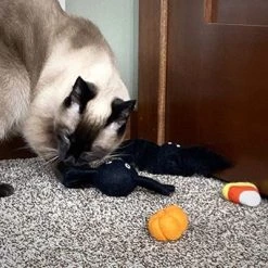 Midlee Halloween Felt Cat Toys Set- Bat, Pumpkin, Spider, Candy Corn