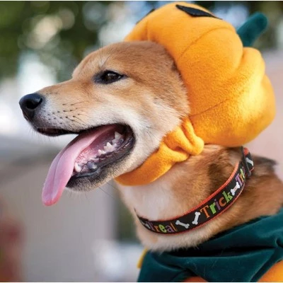 Up Country Trick or Treat Halloween Dog Collar (Large (15-21”); Wide 1”) 3 Up Country Trick or Treat Halloween Dog Collar (Large (15-21”); Wide 1”)